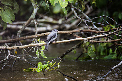 卡辛捕蝇器(Muscicapa cassini)在刚果盆地